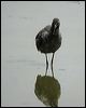 spotted_redshank_19817