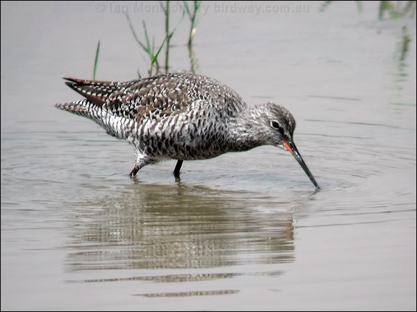 Spotted Redshank spotted_redshank_17665.jpg
