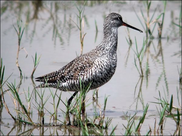 Spotted Redshank spotted_redshank_17669.jpg