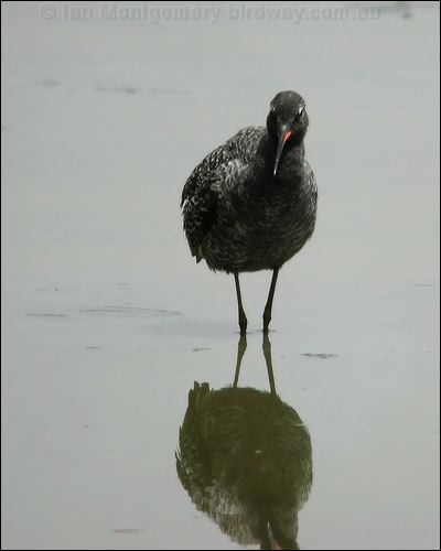 Spotted Redshank spotted_redshank_19817.jpg