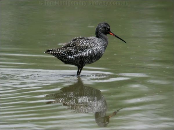Spotted Redshank spotted_redshank_19824.jpg