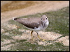 spotted_sandpiper_20861