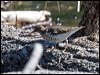 spotted_sandpiper_68779