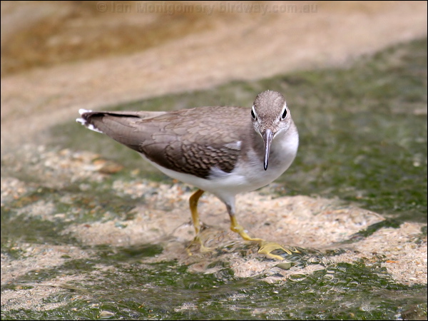 Spotted Sandpiper spotted_sandpiper_20861.jpg