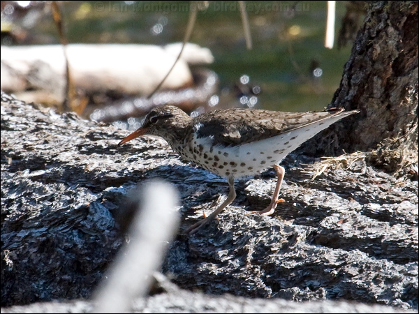 Spotted Sandpiper spotted_sandpiper_68779.psd
