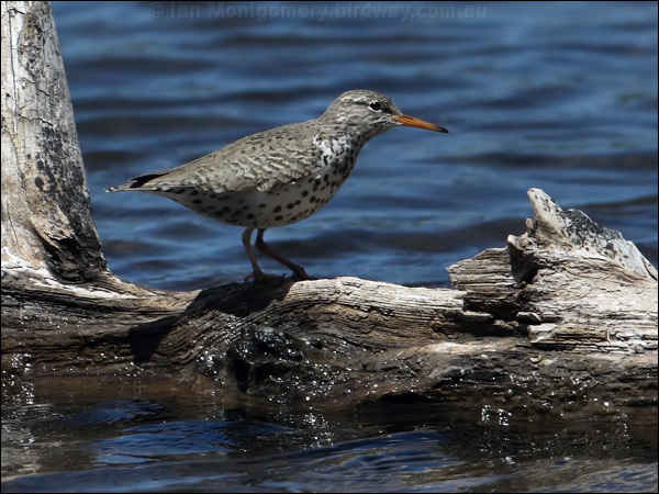 Spotted Sandpiper spotted_sandpiper_68921.psd