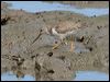 terek_sandpiper_113803