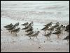 terek_sandpiper_40062