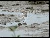 terek_sandpiper_64948