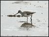 terek_sandpiper_64964