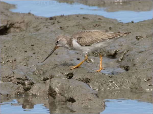 Terek Sandpiper terek_sandpiper_113803.psd