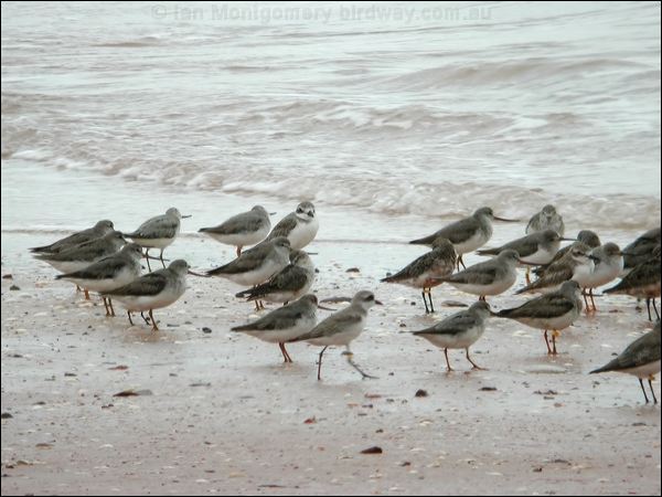 Terek Sandpiper terek_sandpiper_40062.jpg