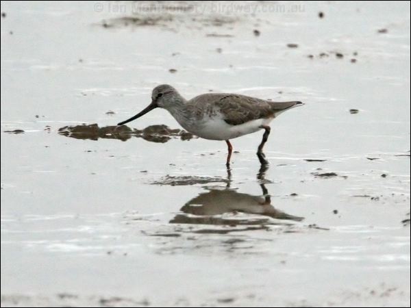Terek Sandpiper terek_sandpiper_64964.jpg