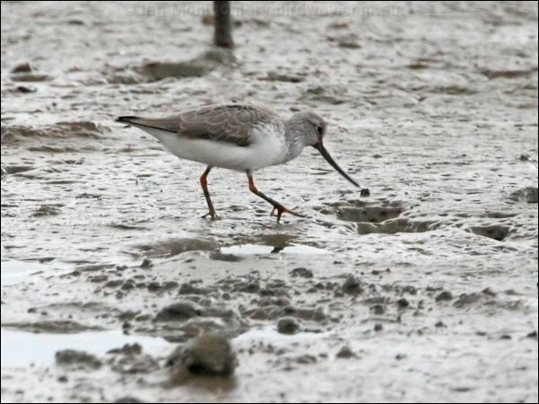 Terek Sandpiper terek_sandpiper_64979.jpg