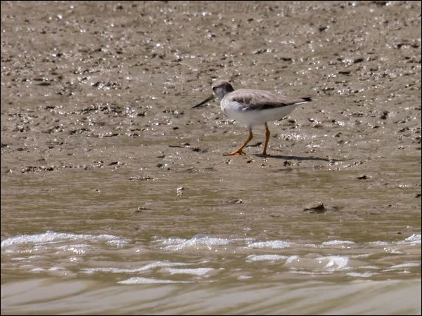 Terek Sandpiper terek_sandpiper_94109.psd