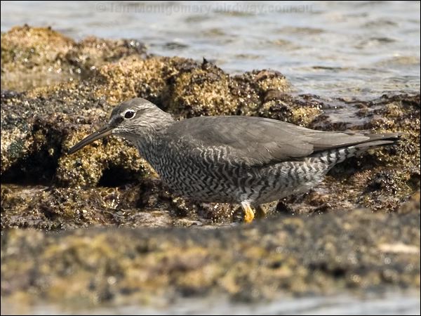 Wandering Tattler wandering_tattler_140333.psd