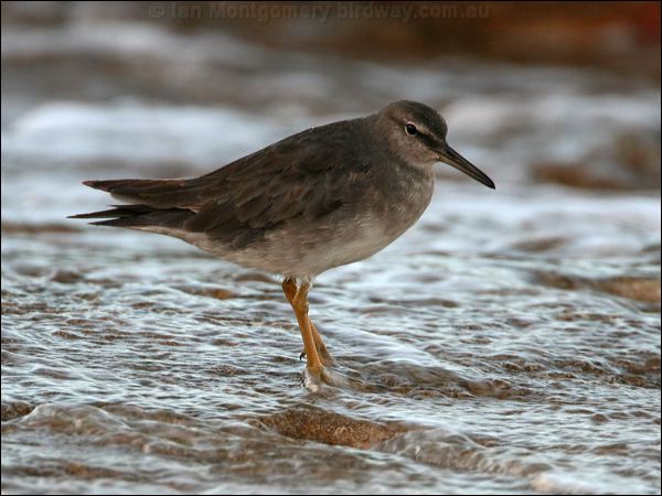 Wandering Tattler wandering_tattler_45669.jpg
