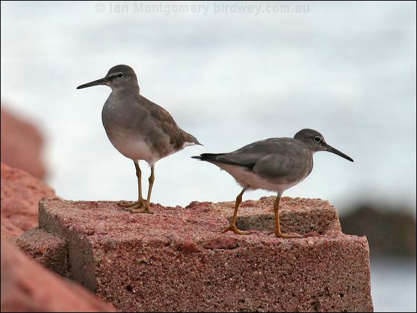 Wandering Tattler wandering_tattler_63897.jpg