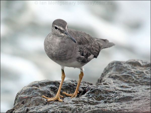 Wandering Tattler wandering_tattler_63915.jpg