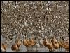 western_sandp_108250-2