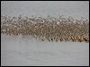 western_sandpiper_108250