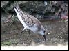 western_sandpiper_23733