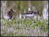 western_sandpiper_69221