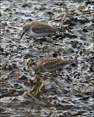 Western Sandpiper west_least_sandp_108327.psd