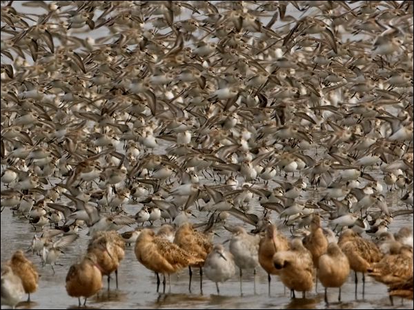 Western Sandpiper western_sandp_108250-2.psd