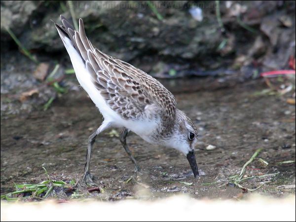 Western Sandpiper western_sandpiper_23733.jpg