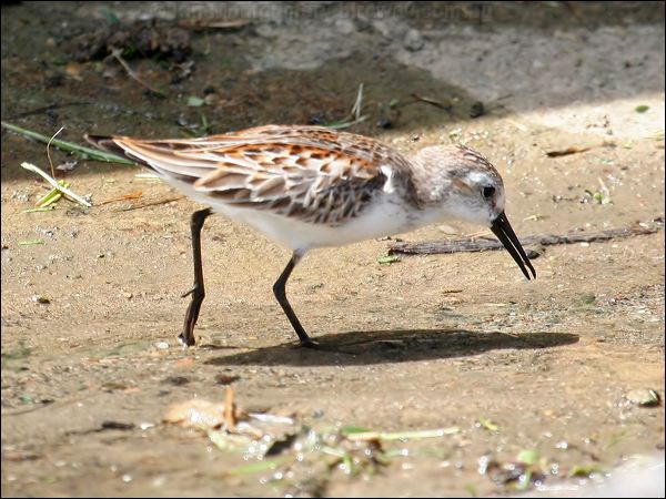 Western Sandpiper western_sandpiper_23749.jpg