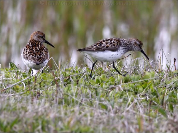 Western Sandpiper western_sandpiper_69221.jpg