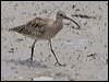 whimbrel_210847