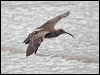 whimbrel_211669