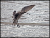 whimbrel_211671