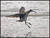 whimbrel_211672