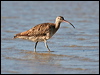whimbrel_28000