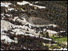 whimbrel_52535