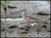 whimbrel_64645