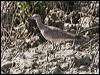whimbrel_94021