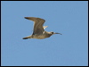 whimbrel_94136