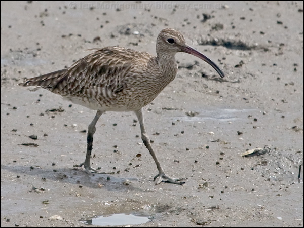 Eurasian Whimbrel whimbrel_210847.psd