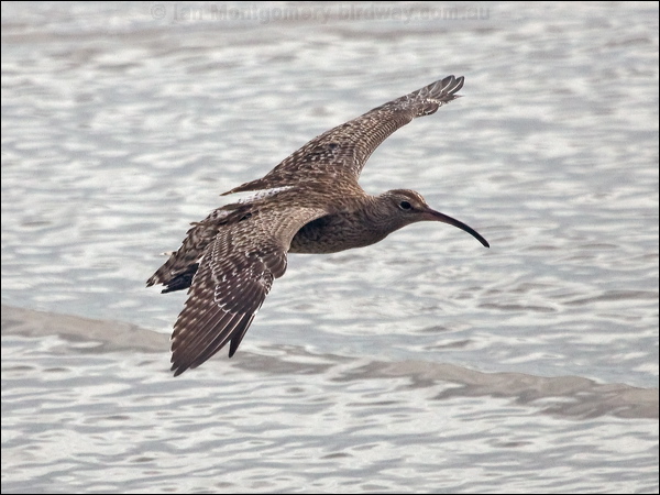 Eurasian Whimbrel whimbrel_211669.psd