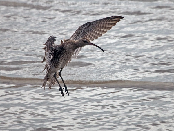 Eurasian Whimbrel whimbrel_211671.psd