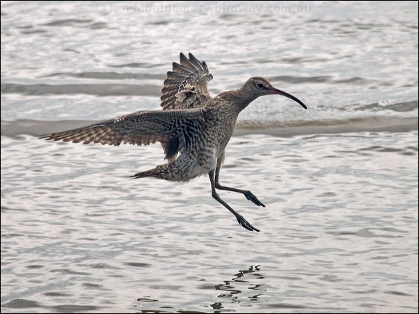 Eurasian Whimbrel whimbrel_211672.psd