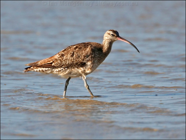 Eurasian Whimbrel whimbrel_28000.jpg