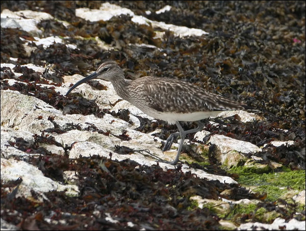 Eurasian Whimbrel whimbrel_52535.jpg