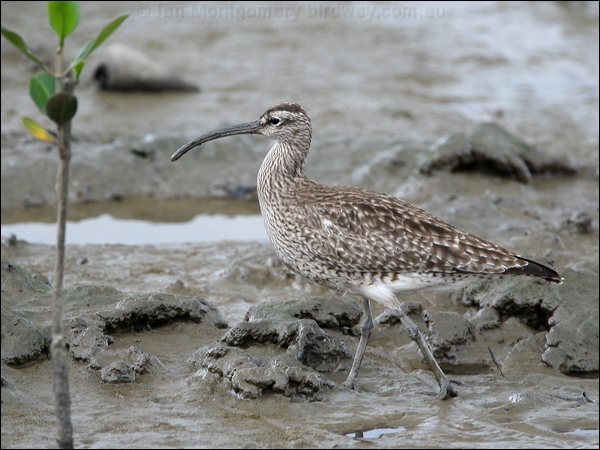 Eurasian Whimbrel whimbrel_64645.jpg