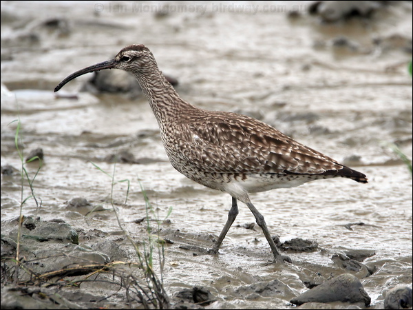 Eurasian Whimbrel whimbrel_64687.jpg