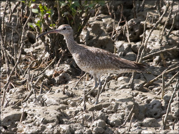 Eurasian Whimbrel whimbrel_94021.psd